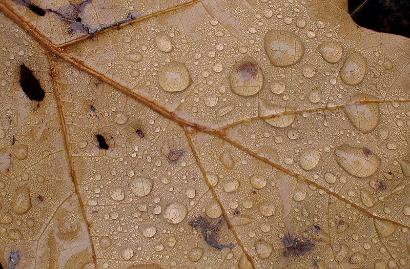 Tropfen Blatt IMG_0146 Kopie.jpg